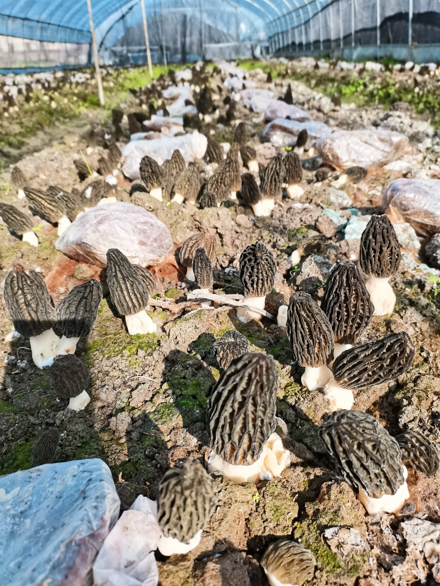 基地生長(cháng)中的羊肚菌 基地生長(cháng)中的羊肚菌