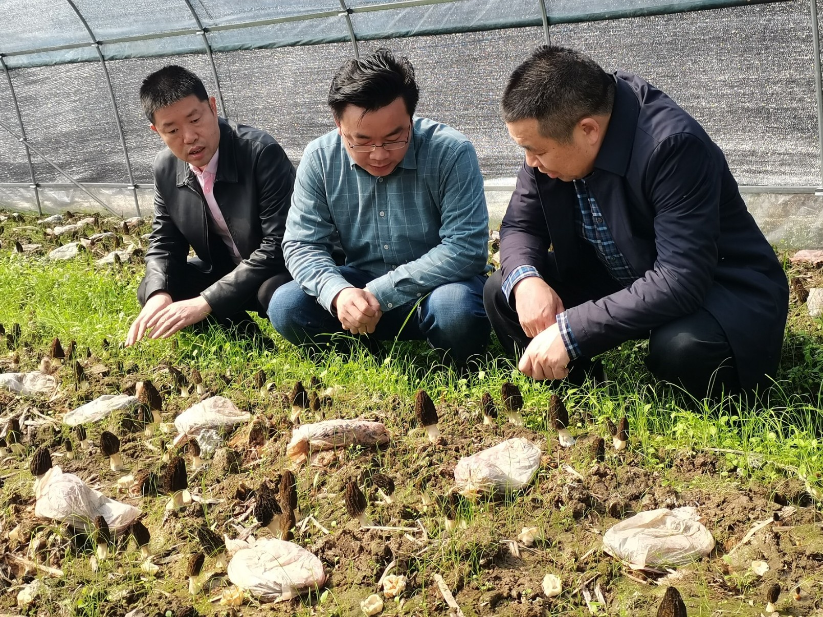 省食用研究所和縣科技局領(lǐng)導基地考察指導 省食用研究所和縣科技局領(lǐng)導基地考察指導