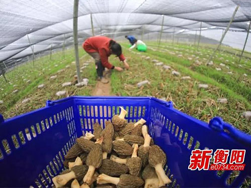 湖南金芙農業(yè)科技有限公司,湖南農業(yè)科技發(fā)展,蛹蟲(chóng)草,藥用菌 湖南金芙農業(yè)科技有限公司,湖南農業(yè)科技發(fā)展,蛹蟲(chóng)草,藥用菌