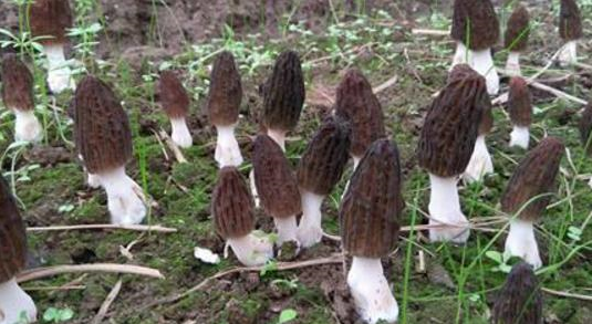 湖南金芙農業(yè)科技有限公司,湖南蛹蟲(chóng)草,湖南羊肚菌,蛹蟲(chóng)草,羊肚菌,龍新,蟲(chóng)草酒哪里好,衡陽(yáng)食用菌,衡陽(yáng)羊肚菌,衡陽(yáng)蛹蟲(chóng)草