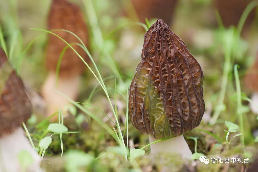湖南金芙農業(yè)科技有限公司,湖南蛹蟲(chóng)草,湖南羊肚菌,蛹蟲(chóng)草,羊肚菌,龍新,蟲(chóng)草酒哪里好,衡陽(yáng)食用菌,衡陽(yáng)羊肚菌,衡陽(yáng)蛹蟲(chóng)草 湖南金芙農業(yè)科技有限公司,湖南蛹蟲(chóng)草,湖南羊肚菌,蛹蟲(chóng)草,羊肚菌,龍新,蟲(chóng)草酒哪里好,衡陽(yáng)食用菌,衡陽(yáng)羊肚菌,衡陽(yáng)蛹蟲(chóng)草