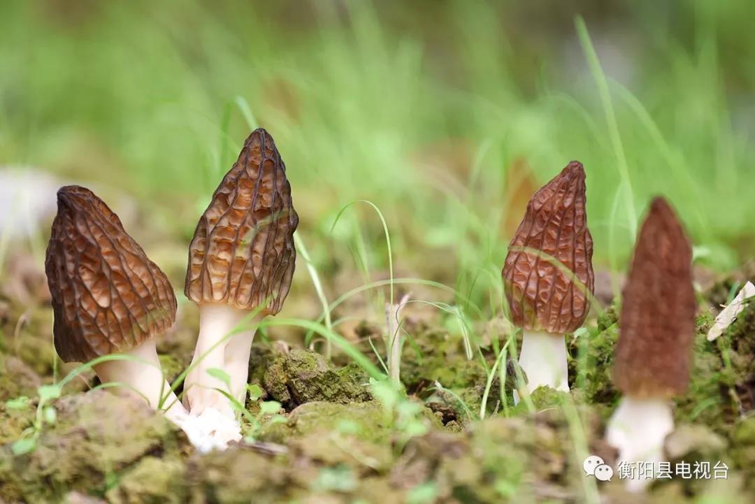 湖南金芙農業(yè)科技有限公司,湖南蛹蟲(chóng)草,湖南羊肚菌,蛹蟲(chóng)草,羊肚菌,龍新,蟲(chóng)草酒哪里好,衡陽(yáng)食用菌,衡陽(yáng)羊肚菌,衡陽(yáng)蛹蟲(chóng)草 湖南金芙農業(yè)科技有限公司,湖南蛹蟲(chóng)草,湖南羊肚菌,蛹蟲(chóng)草,羊肚菌,龍新,蟲(chóng)草酒哪里好,衡陽(yáng)食用菌,衡陽(yáng)羊肚菌,衡陽(yáng)蛹蟲(chóng)草