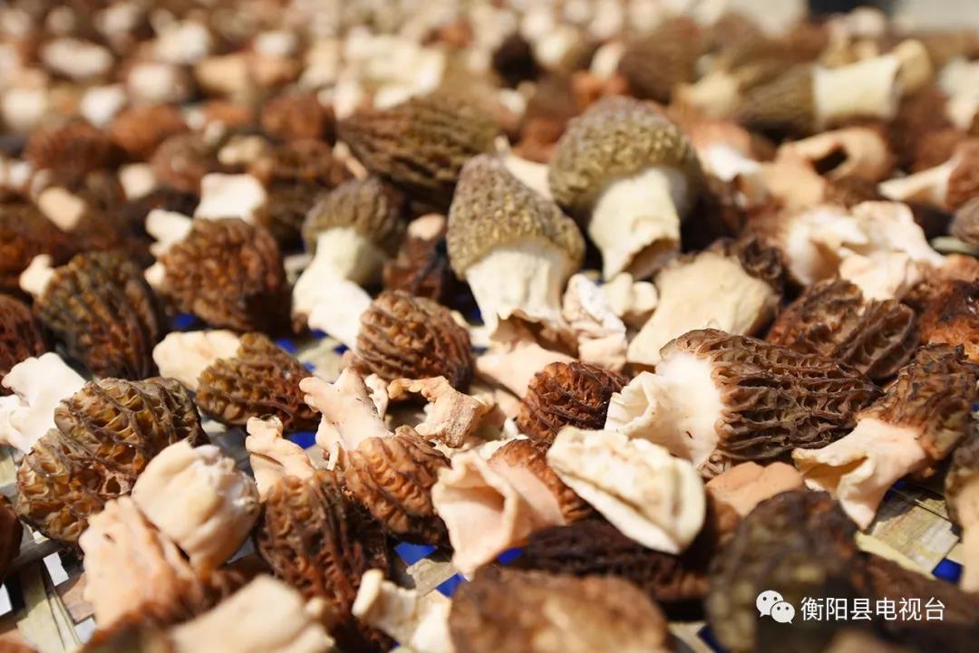 湖南金芙農業(yè)科技有限公司,湖南蛹蟲(chóng)草,湖南羊肚菌,蛹蟲(chóng)草,羊肚菌,龍新,蟲(chóng)草酒哪里好,衡陽(yáng)食用菌,衡陽(yáng)羊肚菌,衡陽(yáng)蛹蟲(chóng)草 湖南金芙農業(yè)科技有限公司,湖南蛹蟲(chóng)草,湖南羊肚菌,蛹蟲(chóng)草,羊肚菌,龍新,蟲(chóng)草酒哪里好,衡陽(yáng)食用菌,衡陽(yáng)羊肚菌,衡陽(yáng)蛹蟲(chóng)草