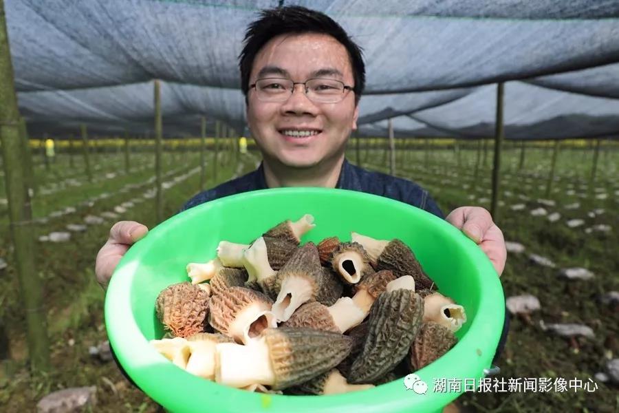 湖南金芙農業(yè)科技有限公司,湖南蛹蟲(chóng)草,湖南羊肚菌,蛹蟲(chóng)草,羊肚菌,龍新,蟲(chóng)草酒哪里好,衡陽(yáng)食用菌,衡陽(yáng)羊肚菌,衡陽(yáng)蛹蟲(chóng)草