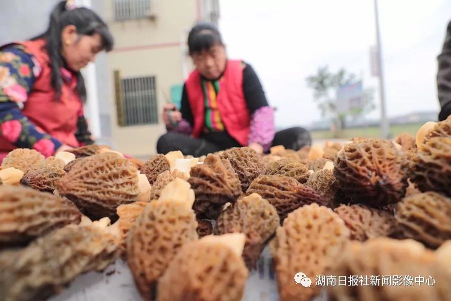 湖南金芙農業(yè)科技有限公司,湖南蛹蟲(chóng)草,湖南羊肚菌,蛹蟲(chóng)草,羊肚菌,龍新,蟲(chóng)草酒哪里好,衡陽(yáng)食用菌,衡陽(yáng)羊肚菌,衡陽(yáng)蛹蟲(chóng)草