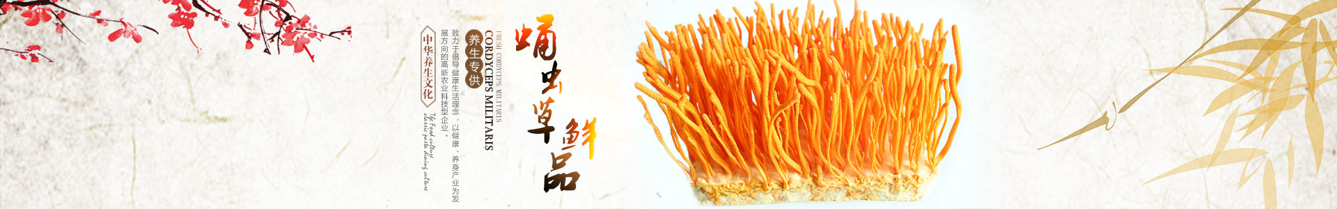 湖南金芙農業(yè)科技有限公司_羊肚菌|蛹蟲(chóng)草鮮品|蛹蟲(chóng)草干品|蟲(chóng)草超微粉|蟲(chóng)草酒哪里好