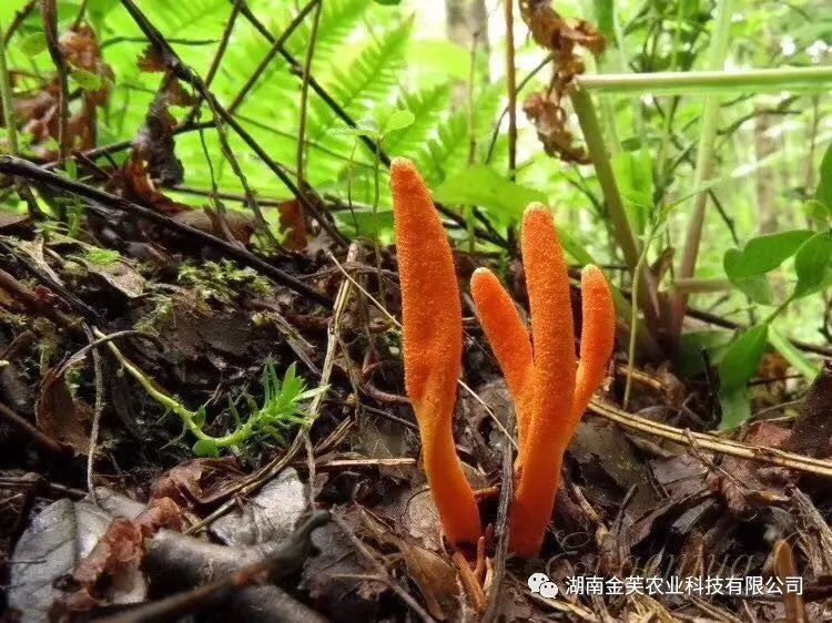 湖南金芙農業(yè)科技有限公司,湖南蛹蟲(chóng)草,湖南羊肚菌,蛹蟲(chóng)草,羊肚菌,龍新,蟲(chóng)草酒哪里好,衡陽(yáng)食用菌,衡陽(yáng)羊肚菌,衡陽(yáng)蛹蟲(chóng)草